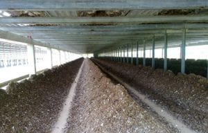 Recolección Gallinaza